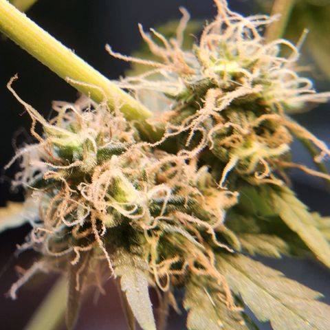 Goji OG growlog timeline photo