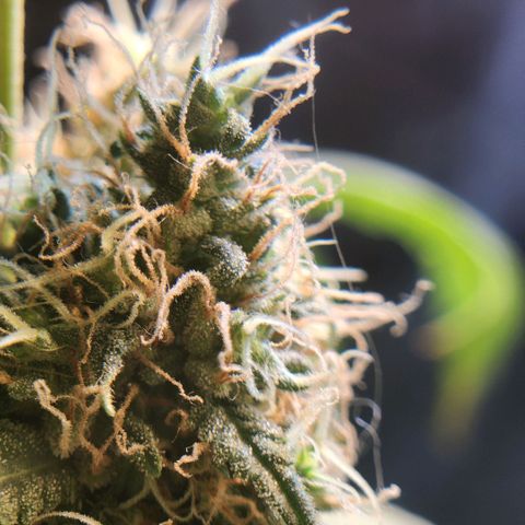 Goji OG growlog timeline photo