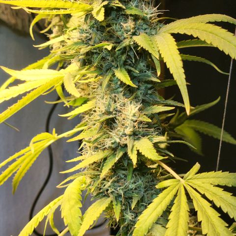 Goji OG growlog timeline photo