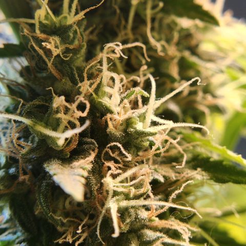 Goji OG growlog timeline photo