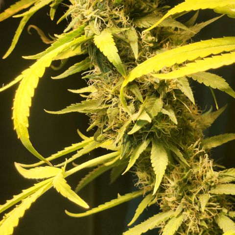 Goji OG growlog timeline photo