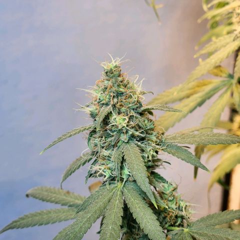 Goji OG growlog timeline photo