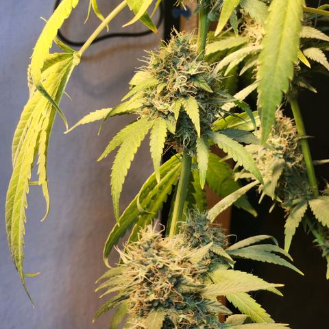 Goji OG growlog timeline photo