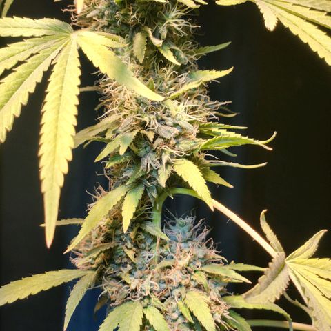 Goji OG growlog timeline photo