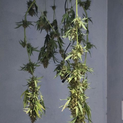 Goji OG growlog timeline photo