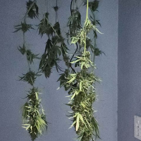 Goji OG growlog timeline photo