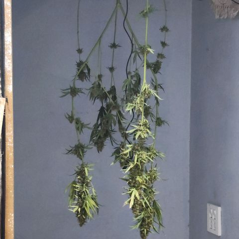 Goji OG growlog timeline photo