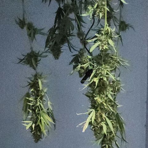 Goji OG growlog timeline photo