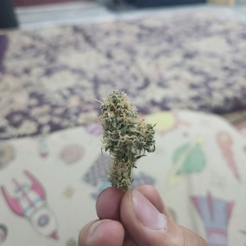Goji OG growlog timeline photo