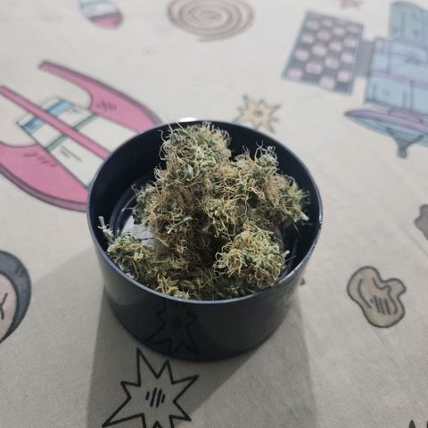 Goji OG growlog timeline photo