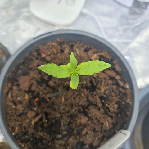 Wedding Cake growlog timeline photo