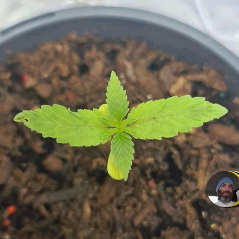 Wedding Cake growlog timeline photo
