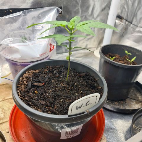 Wedding Cake growlog timeline photo