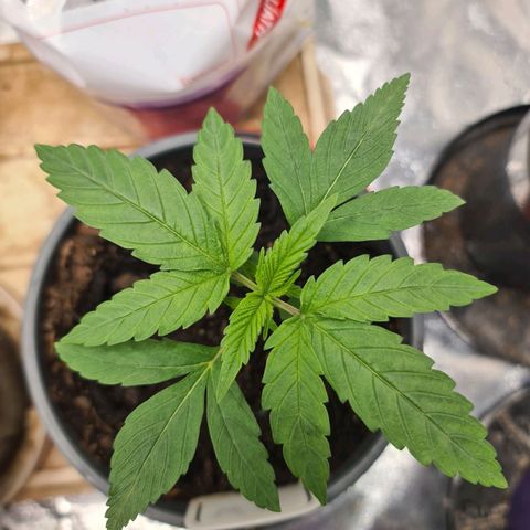 Wedding Cake growlog timeline photo