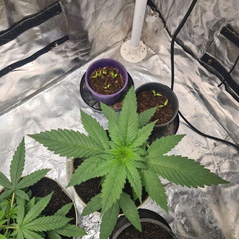 Wedding Cake growlog timeline photo