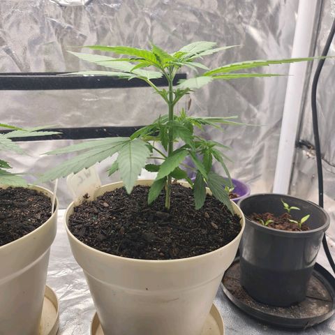 Wedding Cake growlog timeline photo