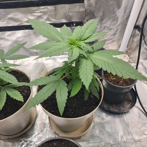 Wedding Cake growlog timeline photo