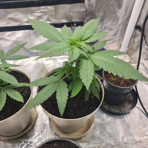 Wedding Cake growlog timeline photo