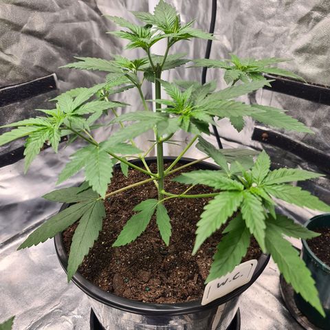 Wedding Cake growlog timeline photo