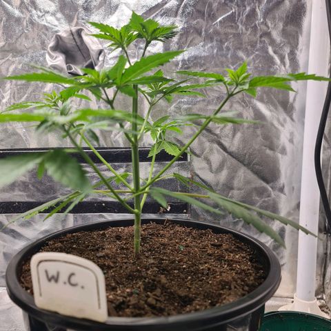 Wedding Cake growlog timeline photo