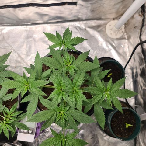 Wedding Cake growlog timeline photo