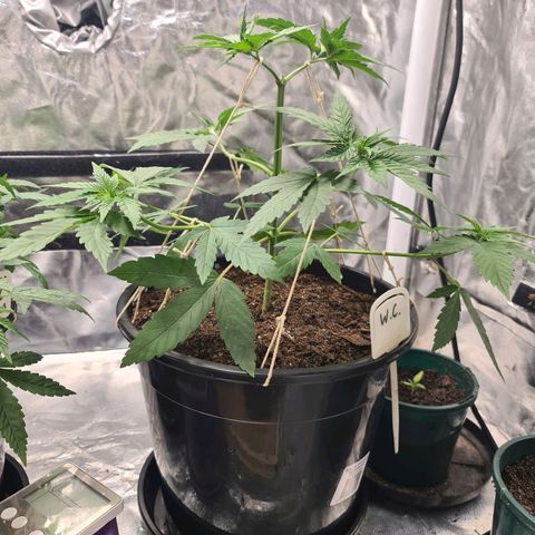 Wedding Cake growlog timeline photo