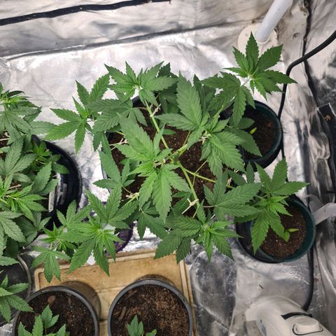 Wedding Cake growlog timeline photo