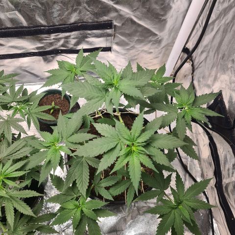 Wedding Cake growlog timeline photo