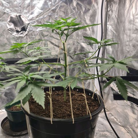 Wedding Cake growlog timeline photo