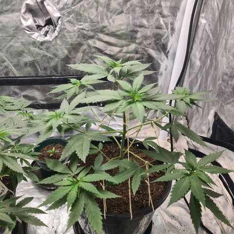 Wedding Cake growlog timeline photo