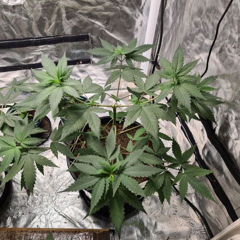 Wedding Cake growlog timeline photo