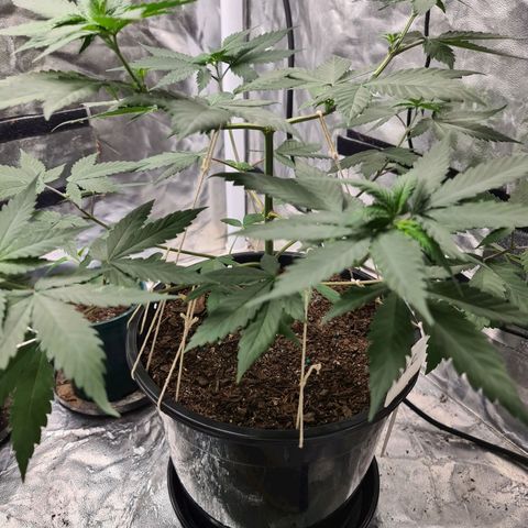 Wedding Cake growlog timeline photo