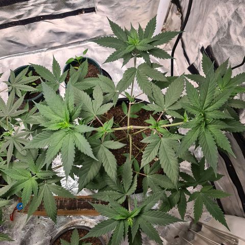 Wedding Cake growlog timeline photo