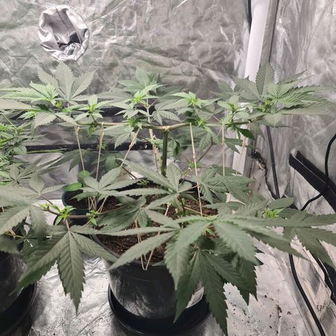 Wedding Cake growlog timeline photo