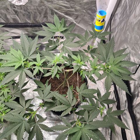 Wedding Cake growlog timeline photo