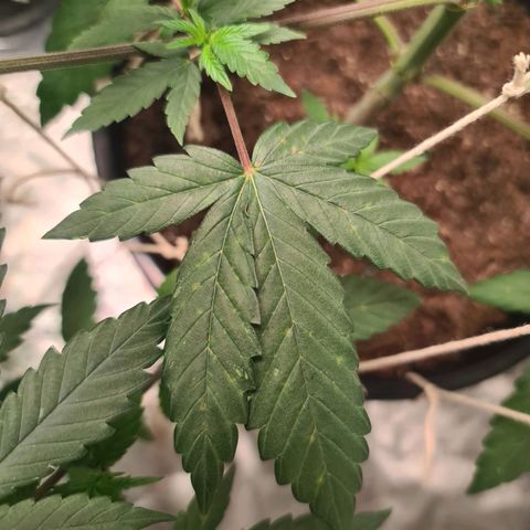 Wedding Cake growlog timeline photo