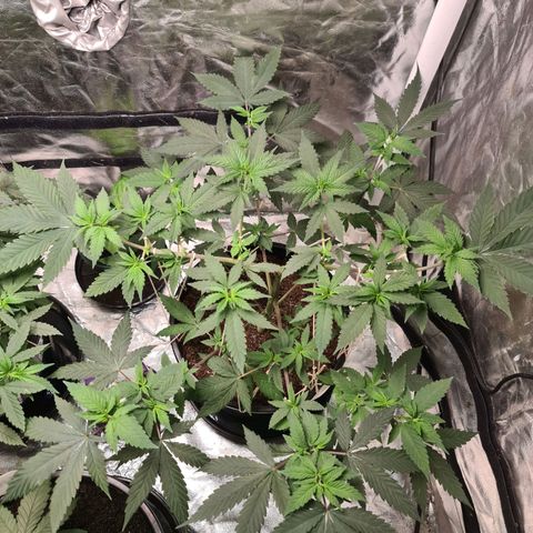 Wedding Cake growlog timeline photo