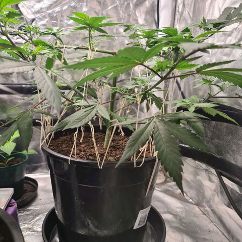 Wedding Cake growlog timeline photo