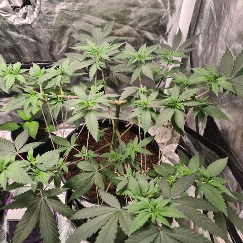 Wedding Cake growlog timeline photo