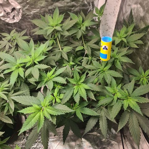 Wedding Cake growlog timeline photo