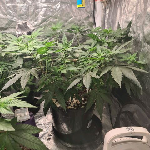 Wedding Cake growlog timeline photo