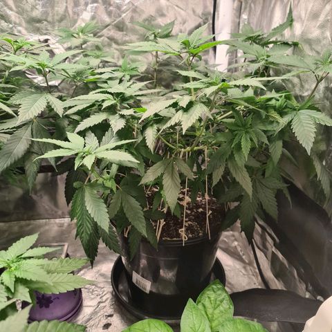 Wedding Cake growlog timeline photo