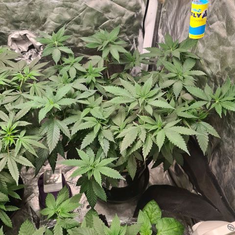 Wedding Cake growlog timeline photo