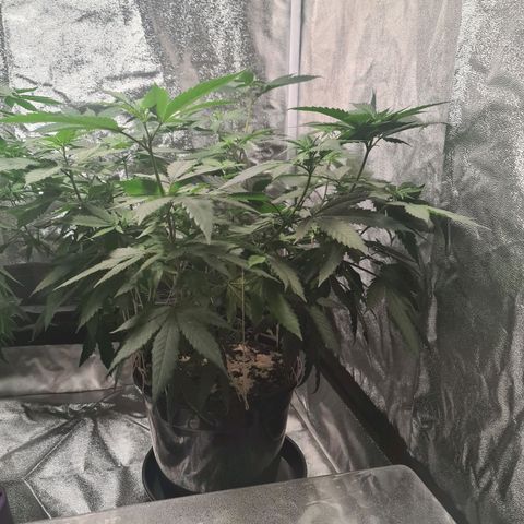 Wedding Cake growlog timeline photo