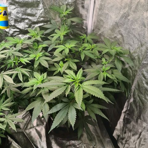 Wedding Cake growlog timeline photo