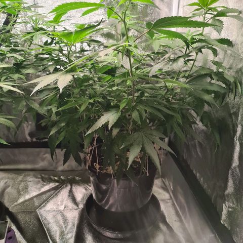Wedding Cake growlog timeline photo