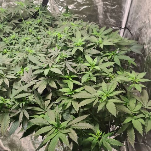 Wedding Cake growlog timeline photo