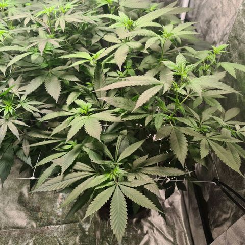 Wedding Cake growlog timeline photo