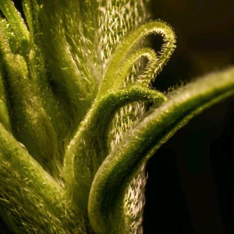 Wedding Cake growlog photo: Confirmed female. Relief.