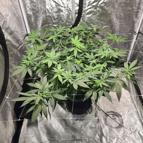 Wedding Cake growlog timeline photo